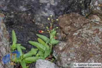 Scrophularia smithii ssp langeana (3)