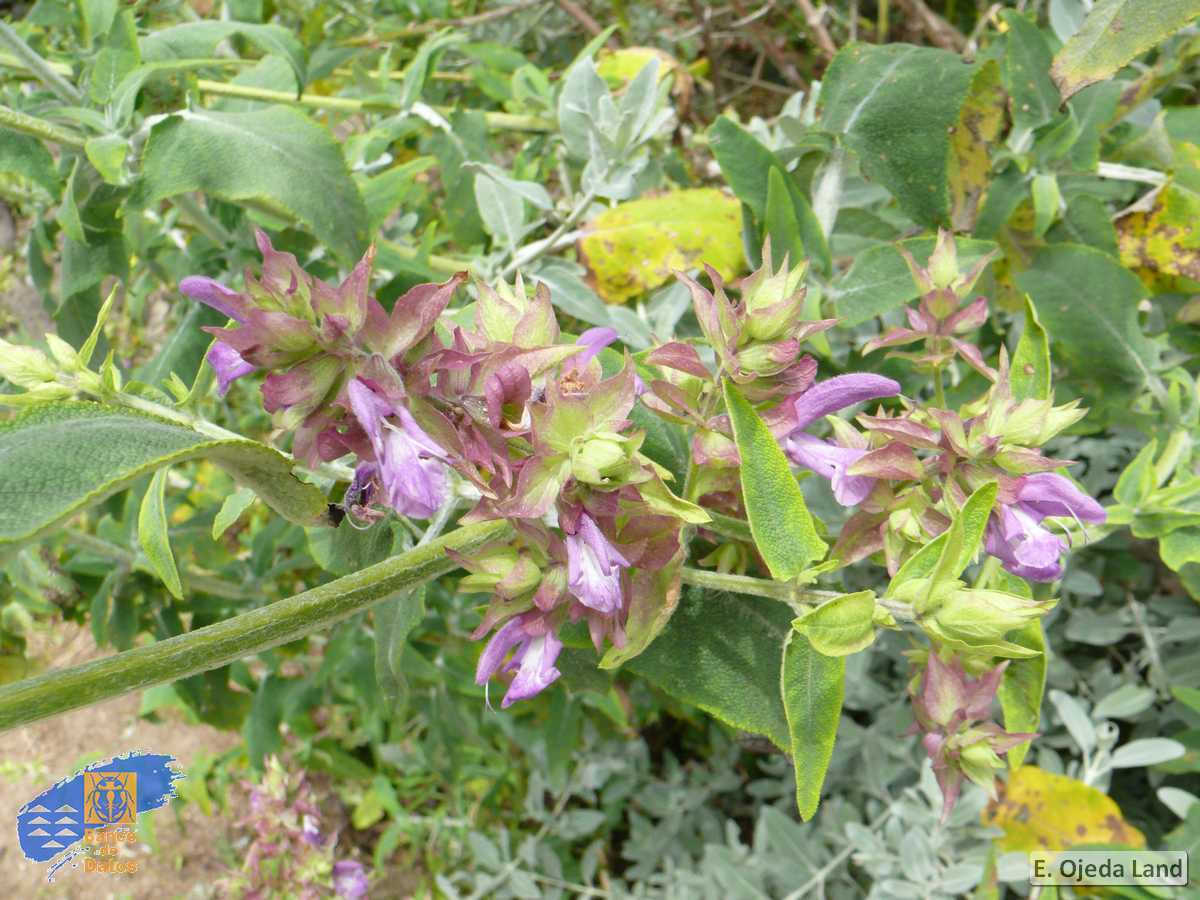 Salvia canariensis(2)