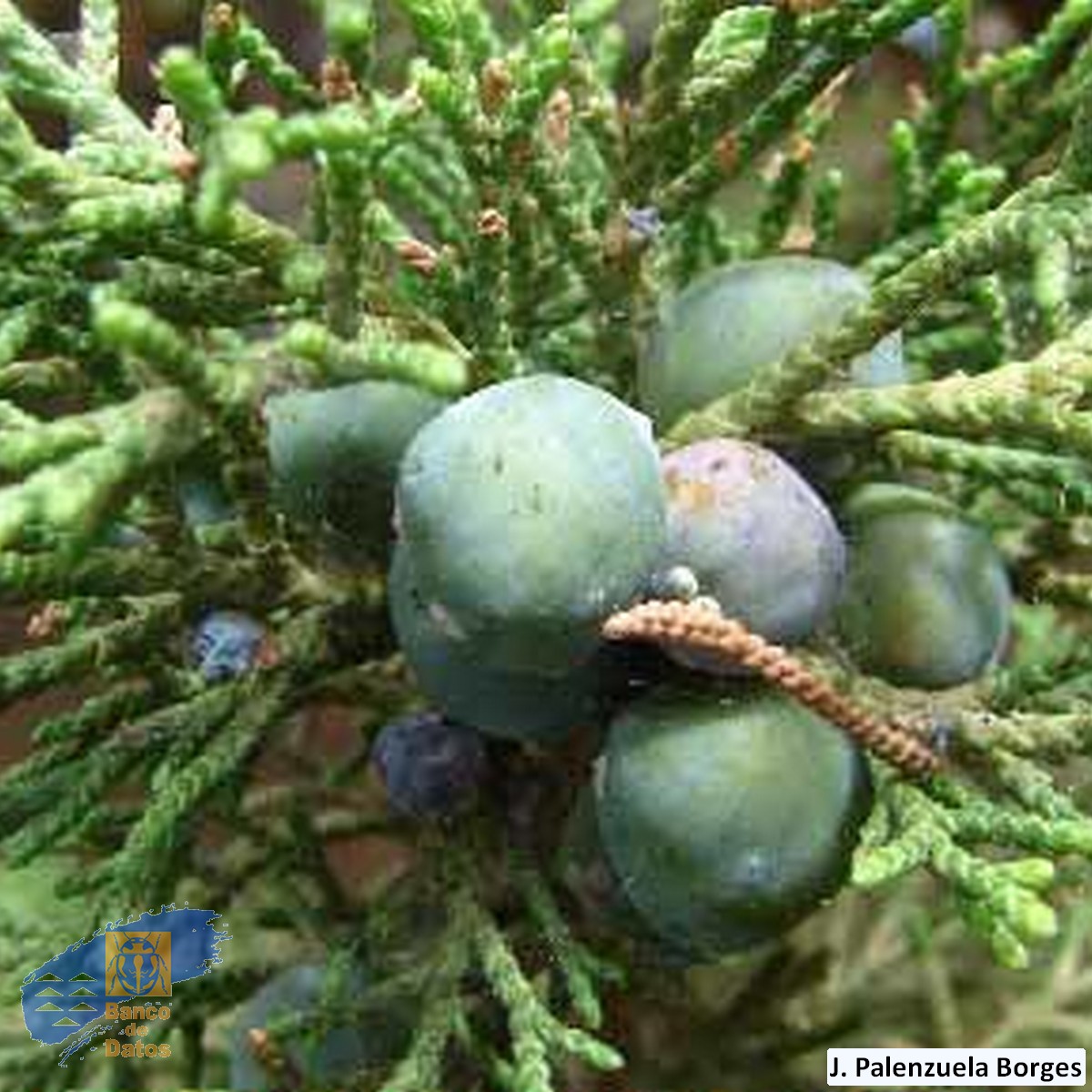 Juniperus_turbinata_canariensis (1)