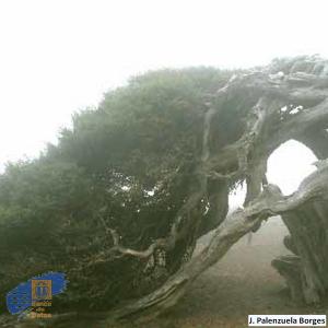 Juniperus_turbinata_canariensis (2)