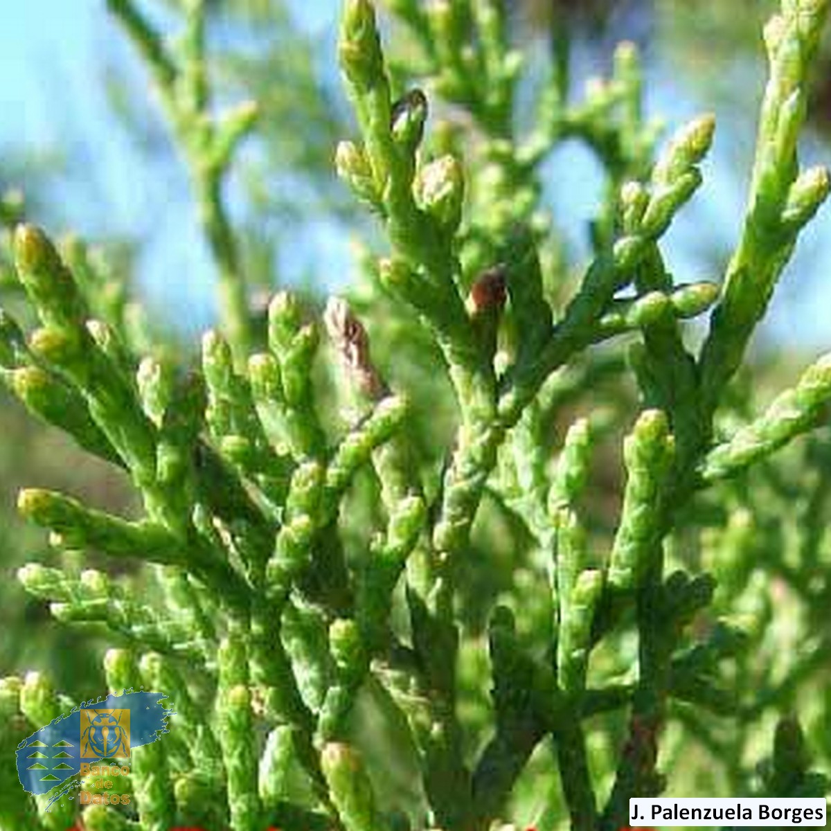 Juniperus_turbinata_canariensis (4)