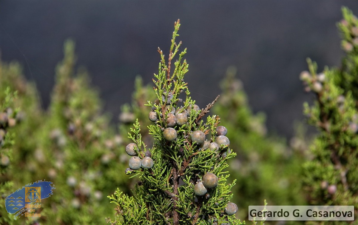 Juniperus turbinata canariensis(3)