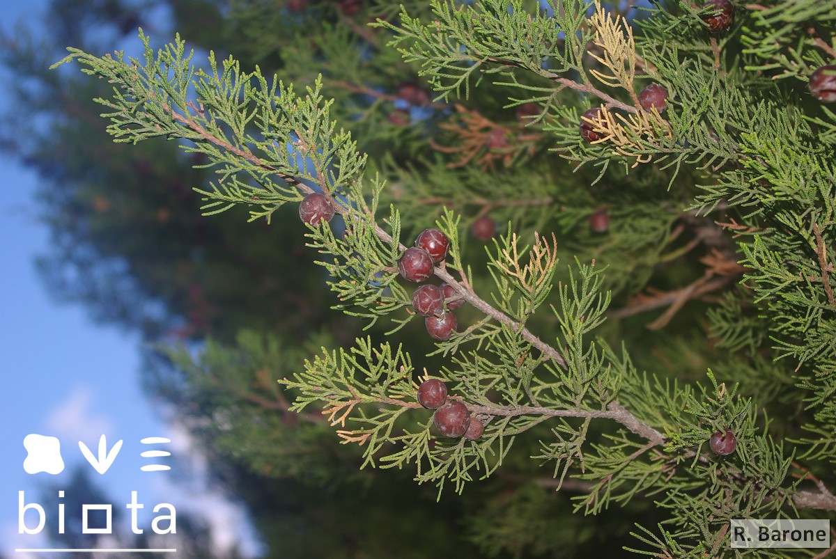 Juniperus turbinata canariensis