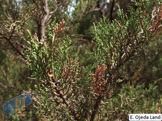 Juniperus_turbinata