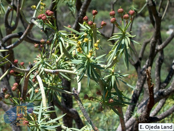 Euphorbia_lamarkii