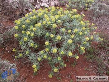 Euphorbia regis-jubae1