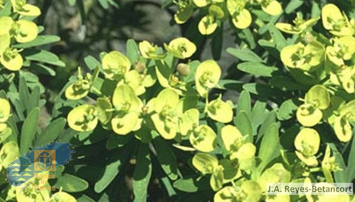 Euphorbia_regis-jubae