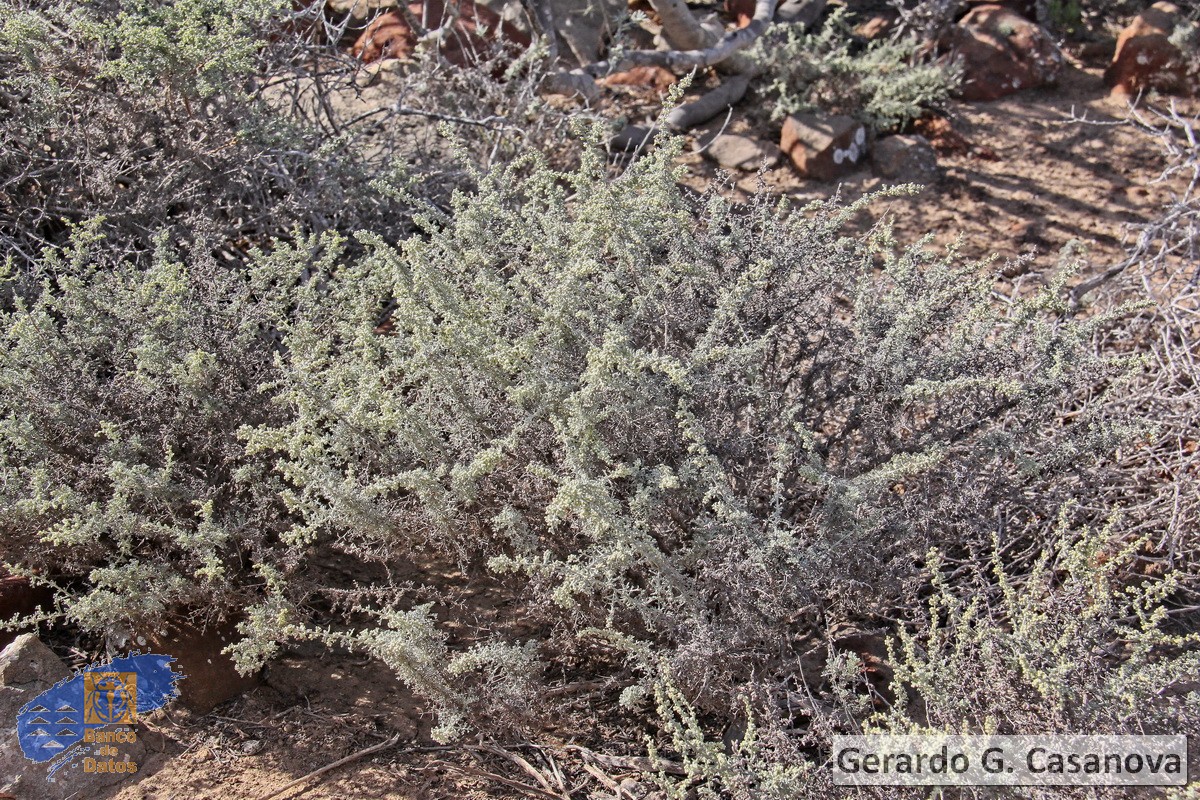 Artemisia ramosa