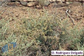 Artemisia_ramosa