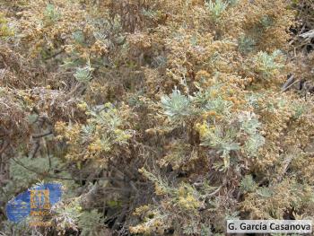 Artemisia thuscula (1)