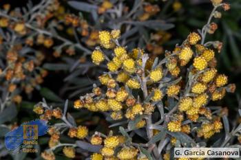 Artemisia thuscula (2)