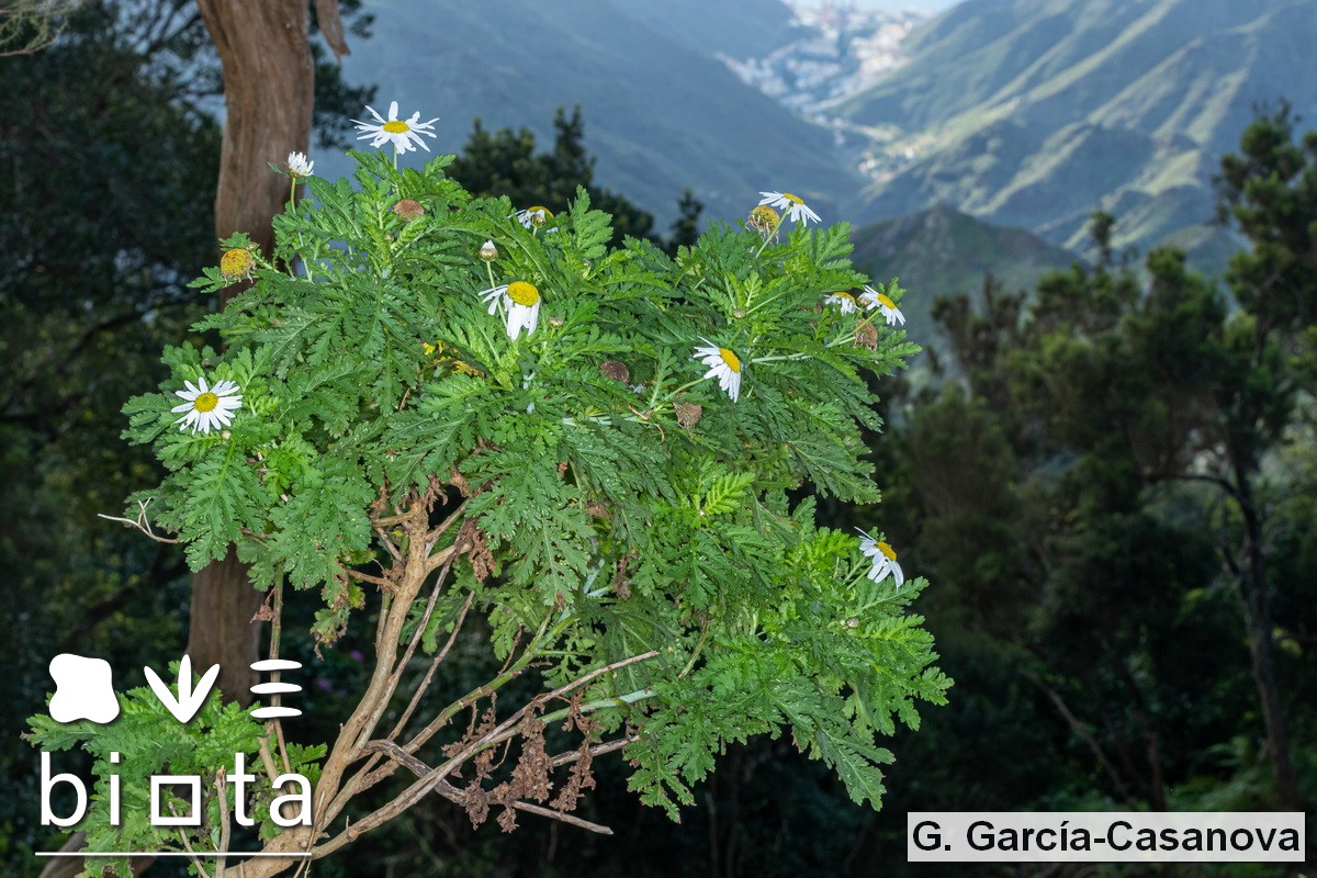 Argyranthemum broussonetii (1)