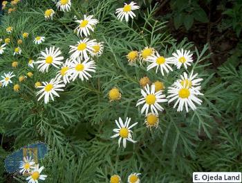 Argyranthemum_callichrysum__Roque_de_Agando__La_Gomera_22_04_20003