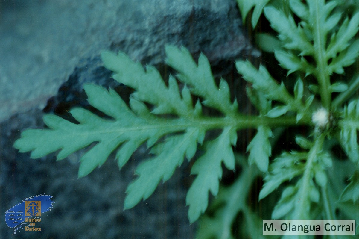 Argyranthemum lidii2