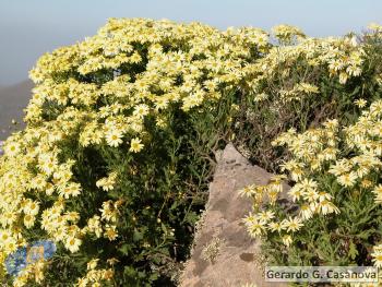 Argyranthemum maderense4