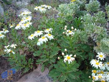 Argyranthemum winteri2