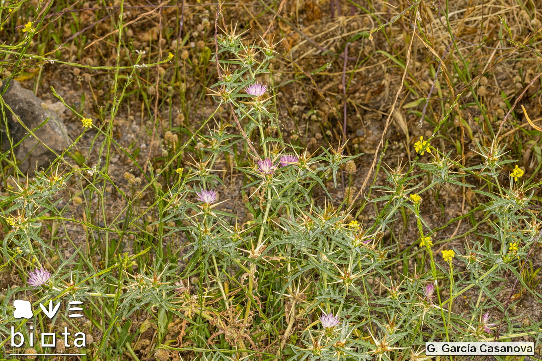 Centaurea calcitrapa (1)