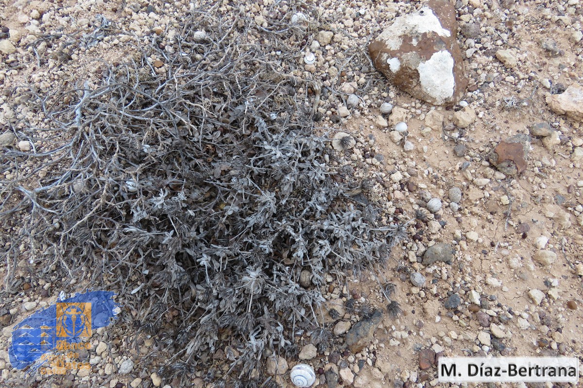 Helichrysum monogynum5