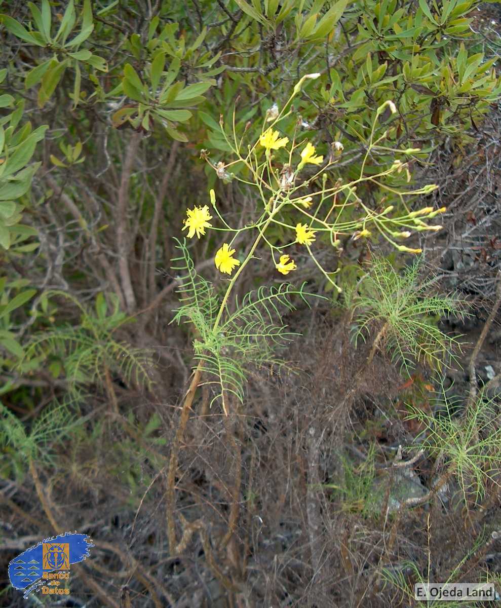 Atalanthus pinnatus1