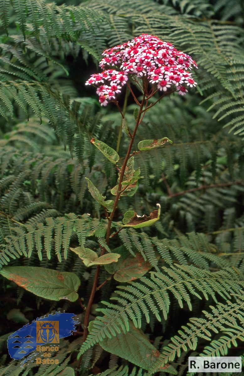 Pericallis multiflora