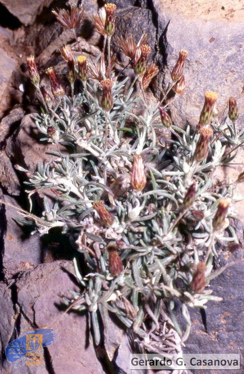 Phagnalon purpurascens1