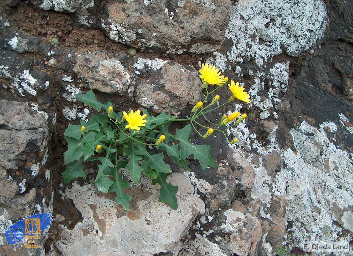 Sonchus fauces-orci1