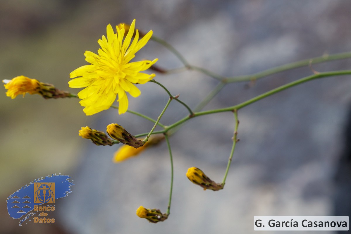 Sonchus fauces-orci (1)