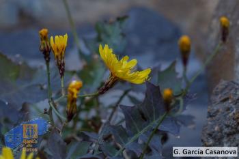Sonchus fauces-orci (3)