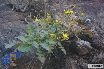 Sonchus fauces-orci