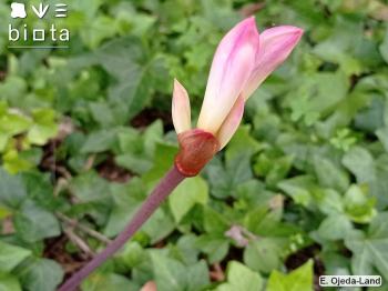 Amaryllis belladonna (4)