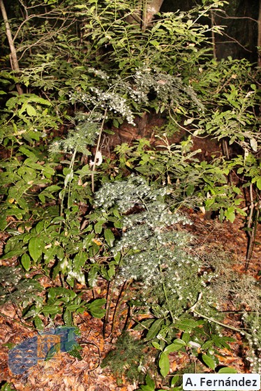 Asparagus fallax (2)
