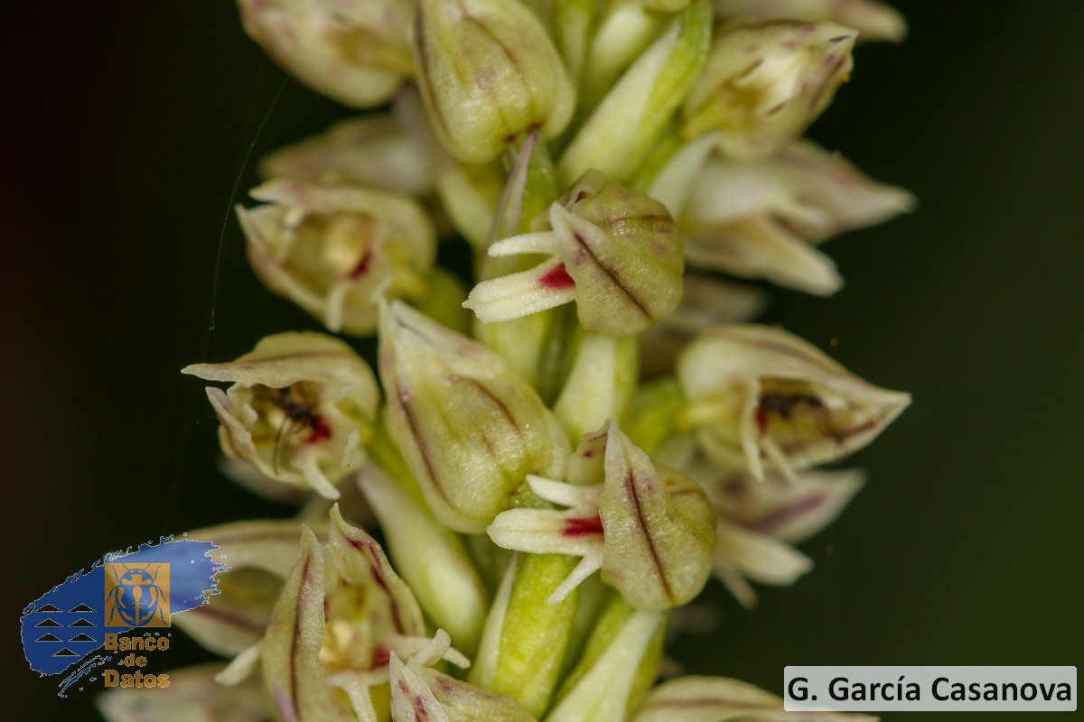 Neotinea maculata (4)
