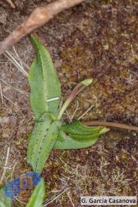 Neotinea maculata (5)
