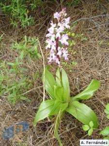 Orchis_canariensis