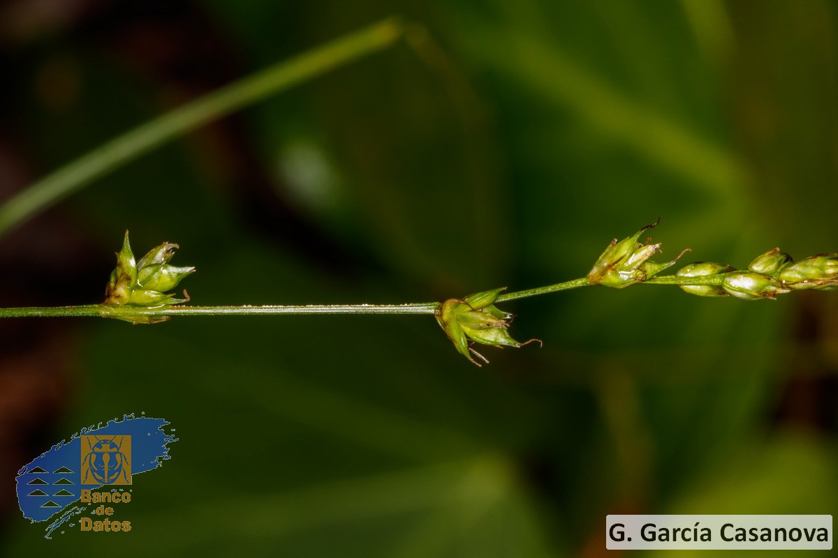 Carex canariensis (1)