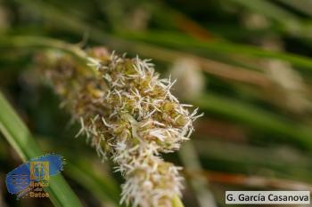 Carex paniculata calderae (1)
