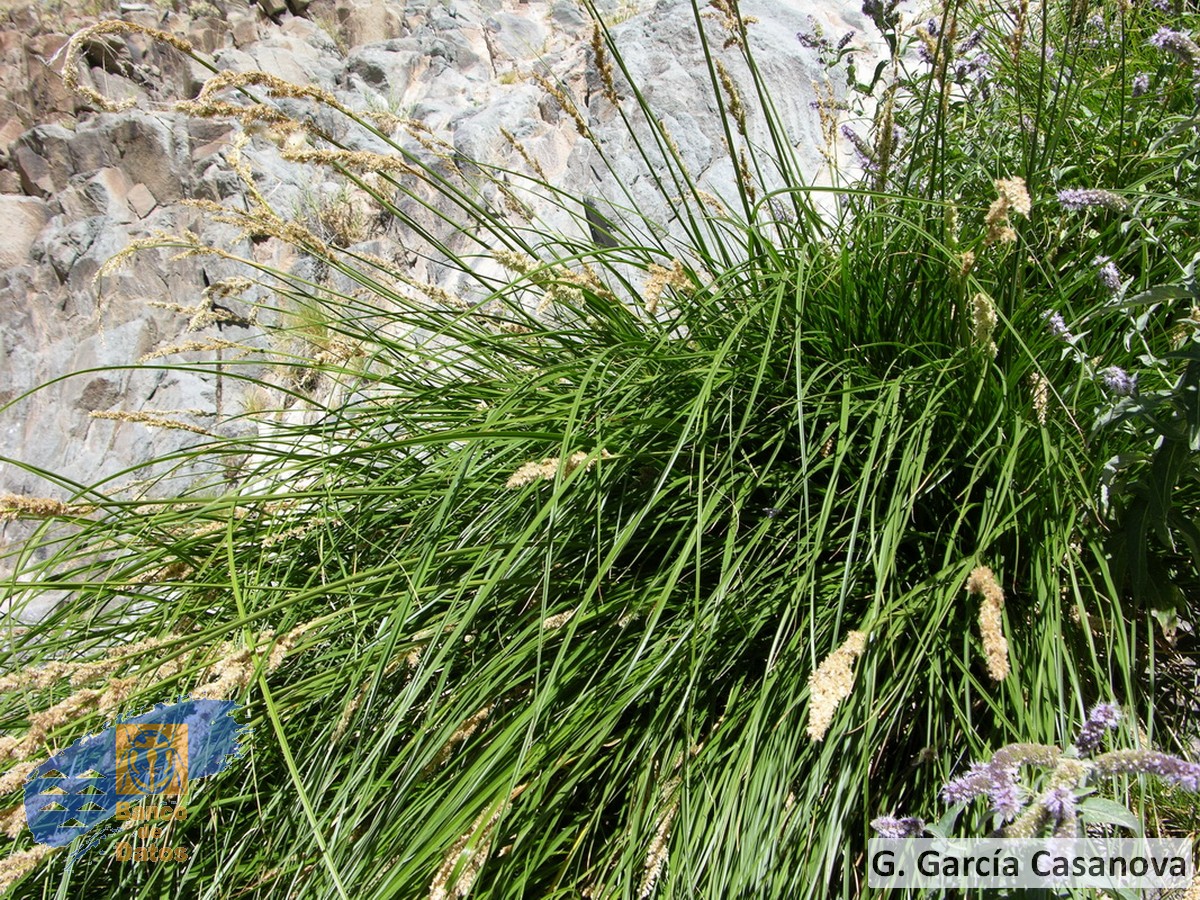 Carex paniculata calderae (2)