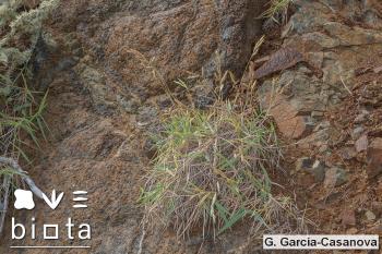 Bracypodium arbuscula (2)