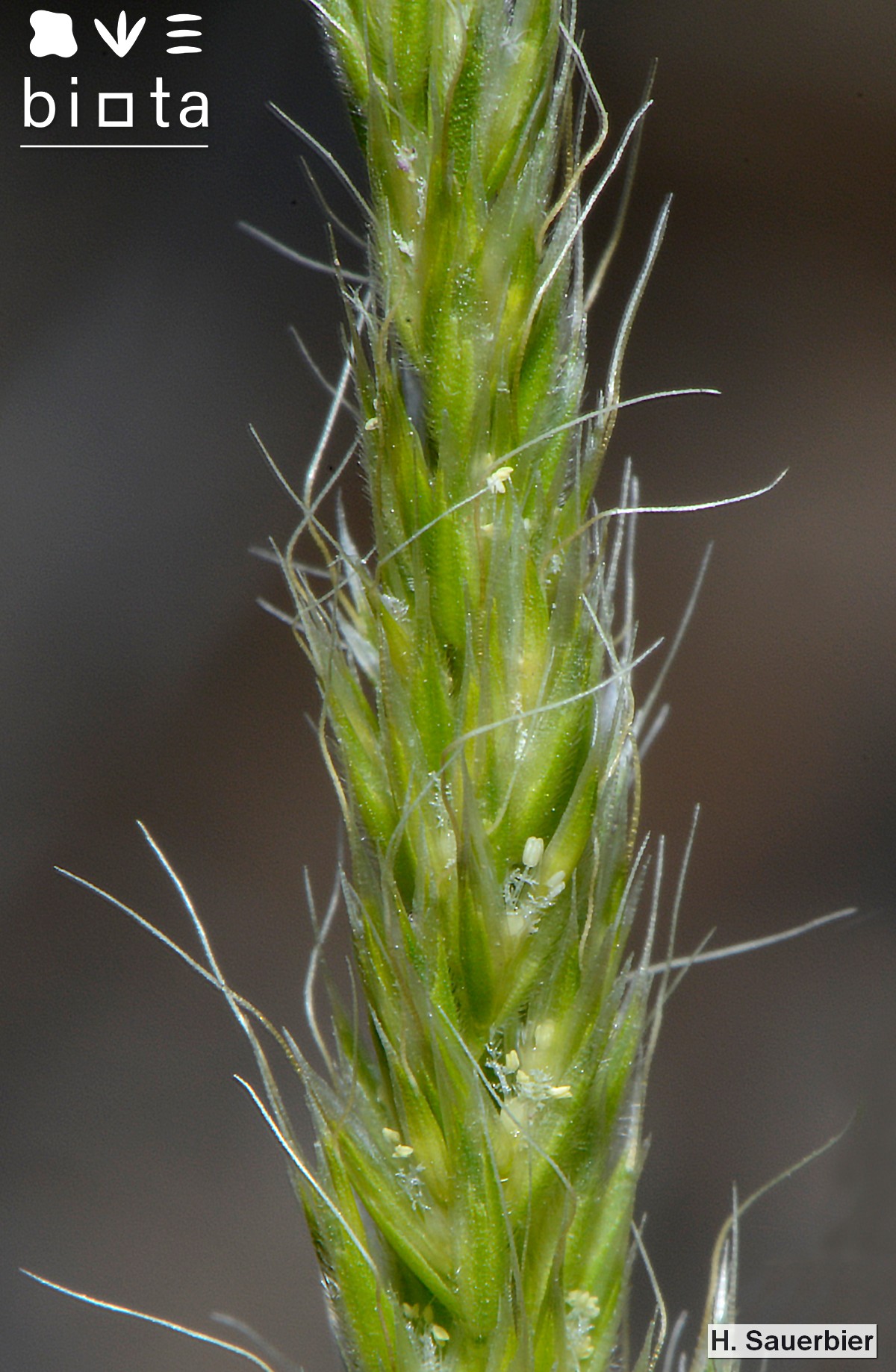 Trisetaria lapalmae (2)