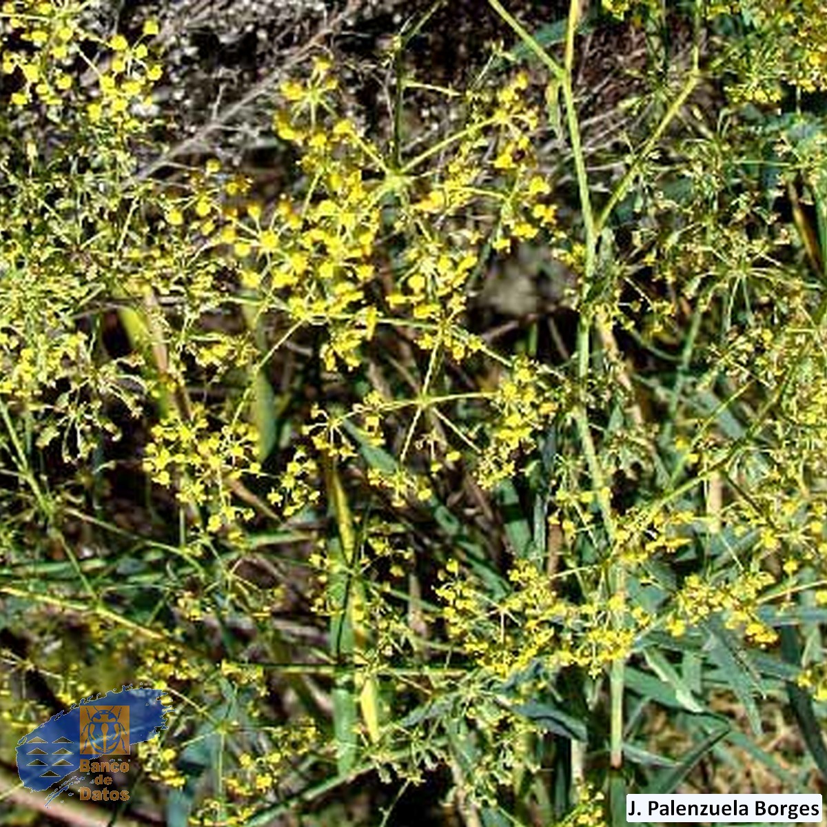 Bupleurum_salicifolium (5)