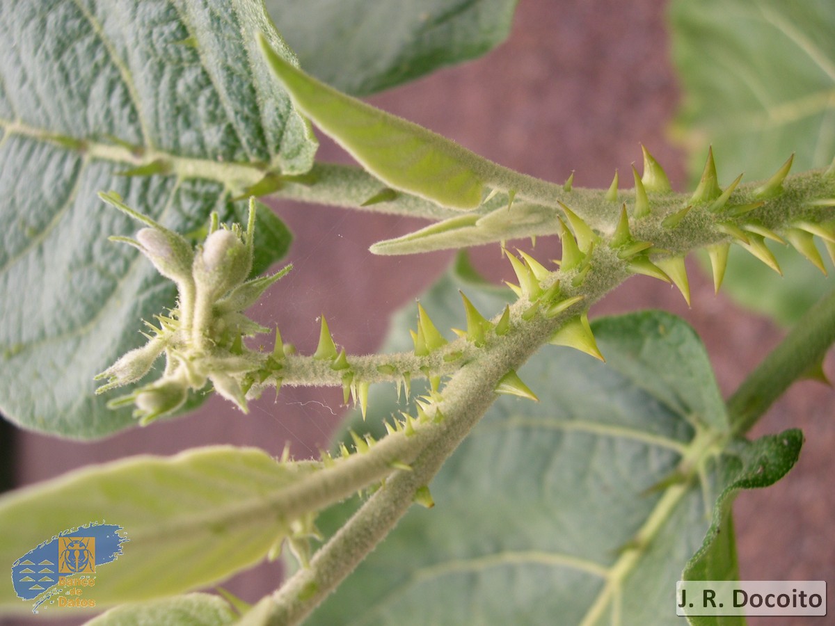 Solanum vespertilio doramae2