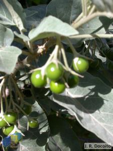 Solanum vespertilio doramae3