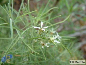 Parolinia glabriuscula1