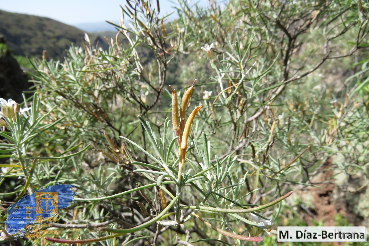 Parolinia glabriuscula2