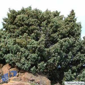 Juniperus_cedrus (2)