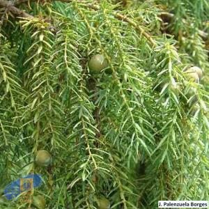 Juniperus_cedrus (3)