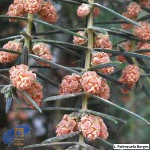 Juniperus_cedrus (4)