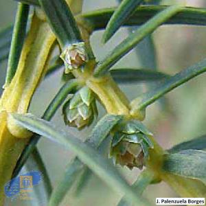 Juniperus_cedrus (5)
