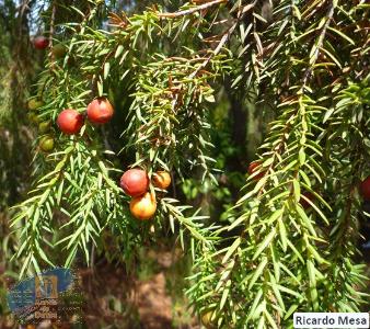 Juniperus_cedrus_recortada