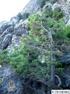 Juniperus_cedrus